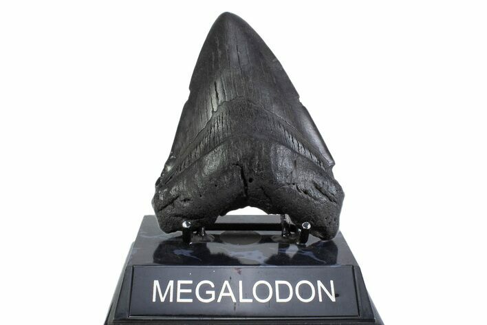 Fossil Megalodon Tooth - South Carolina #371776
